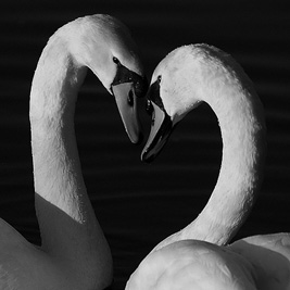 Swan_Couple_BW_Larger_Square